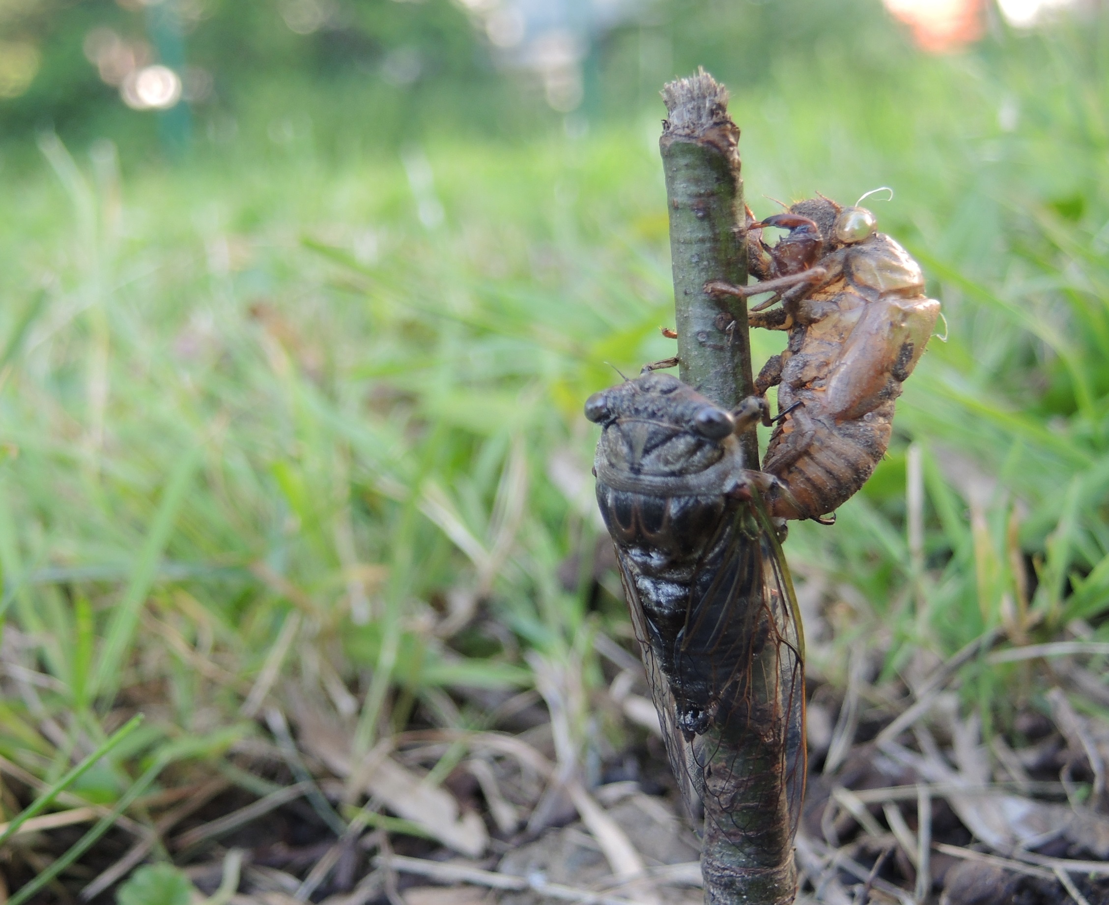 La Cigale et la fourmi : Un élan à l&rsquo;imaginaire