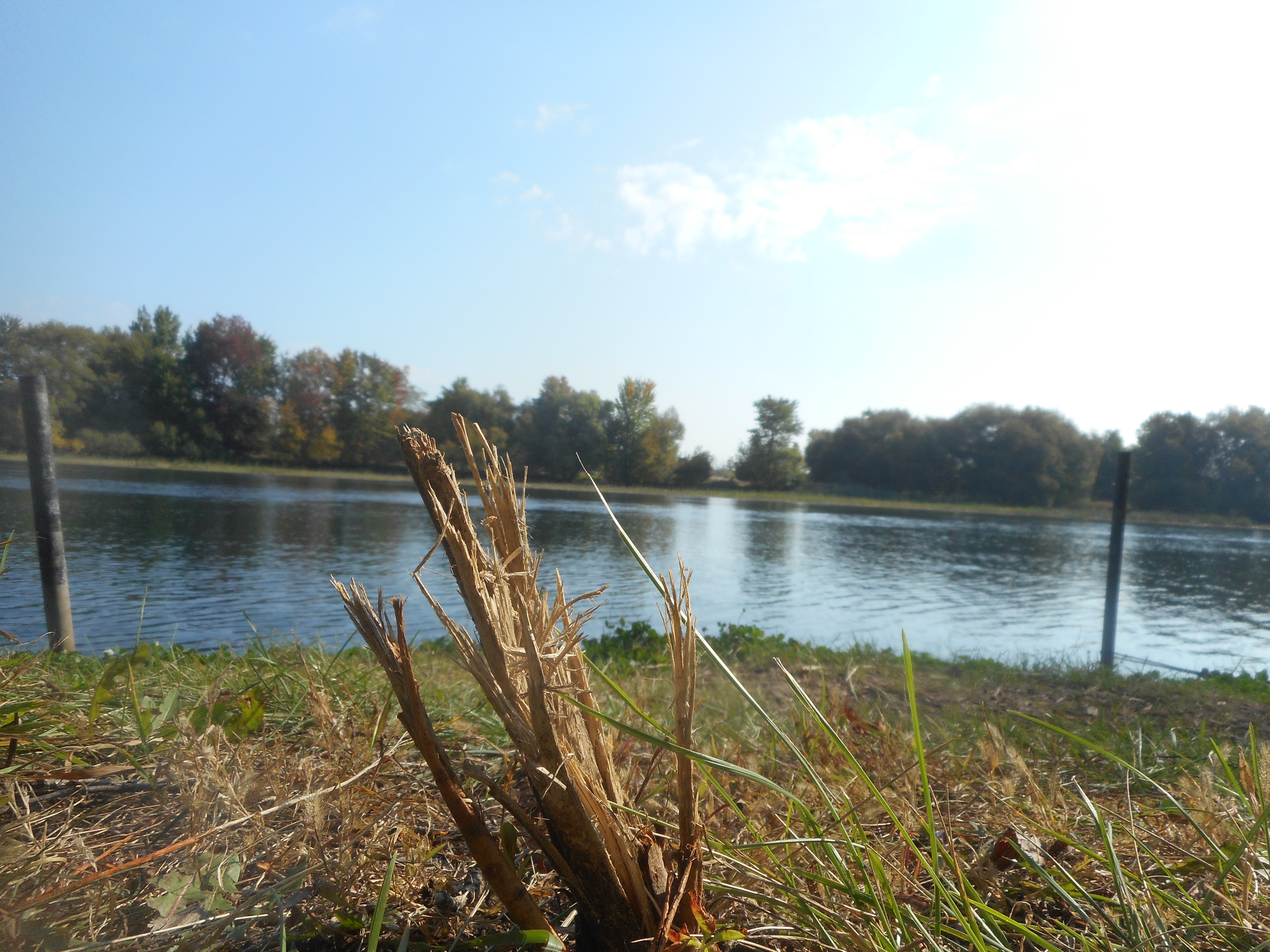 Image illustrant l'article: La Ville s’excuse d’avoir rasé des plantations d’arbustes par mégarde