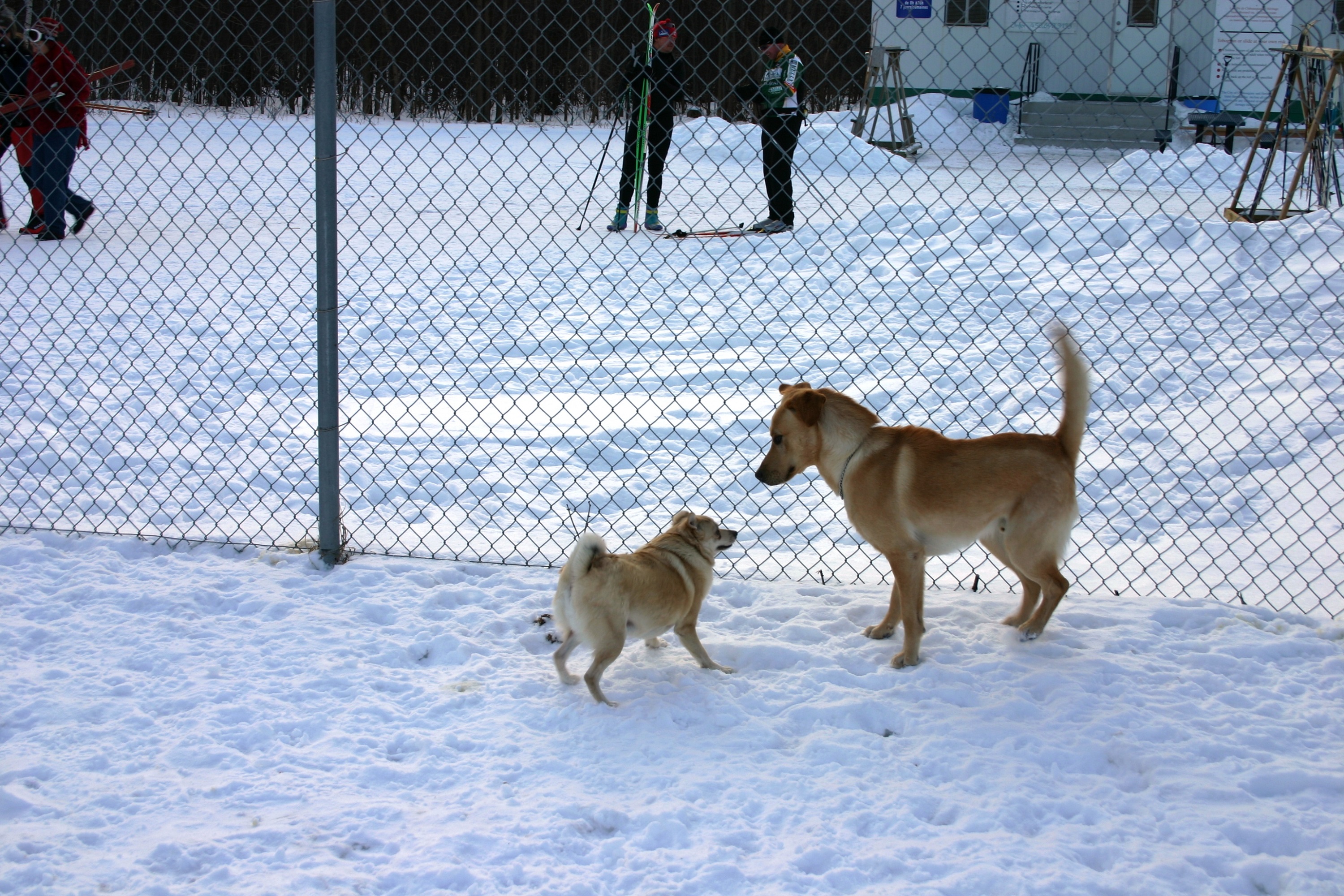 Un parc à chiens dans les plans
