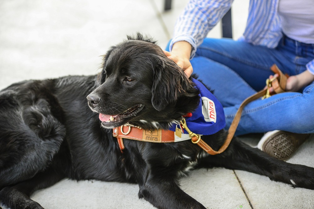 Nana, premier chien à l’emploi d&rsquo;un centre jeunesse