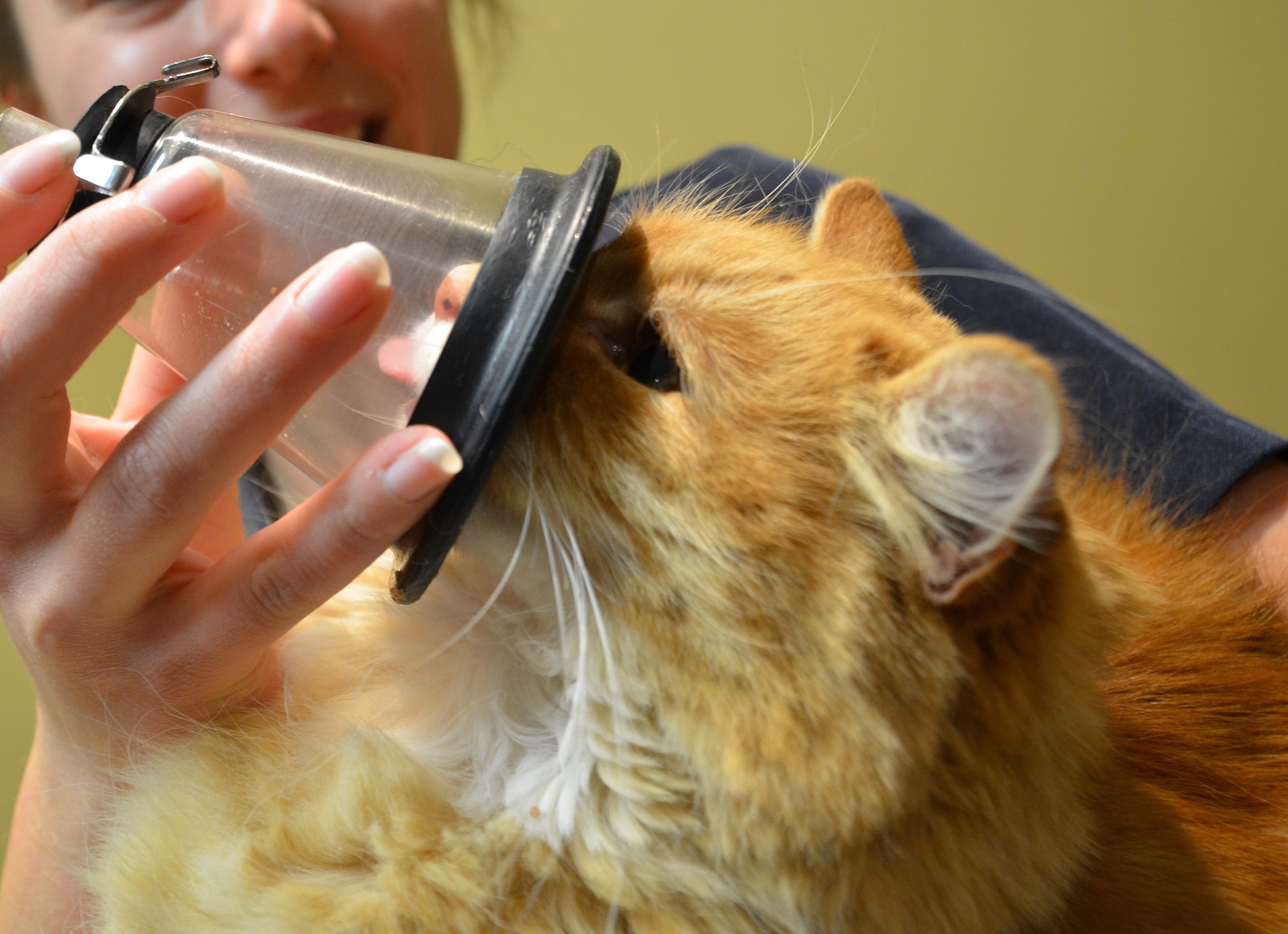 Image illustrant l'article: Des pompiers équipés pour sauver les animaux