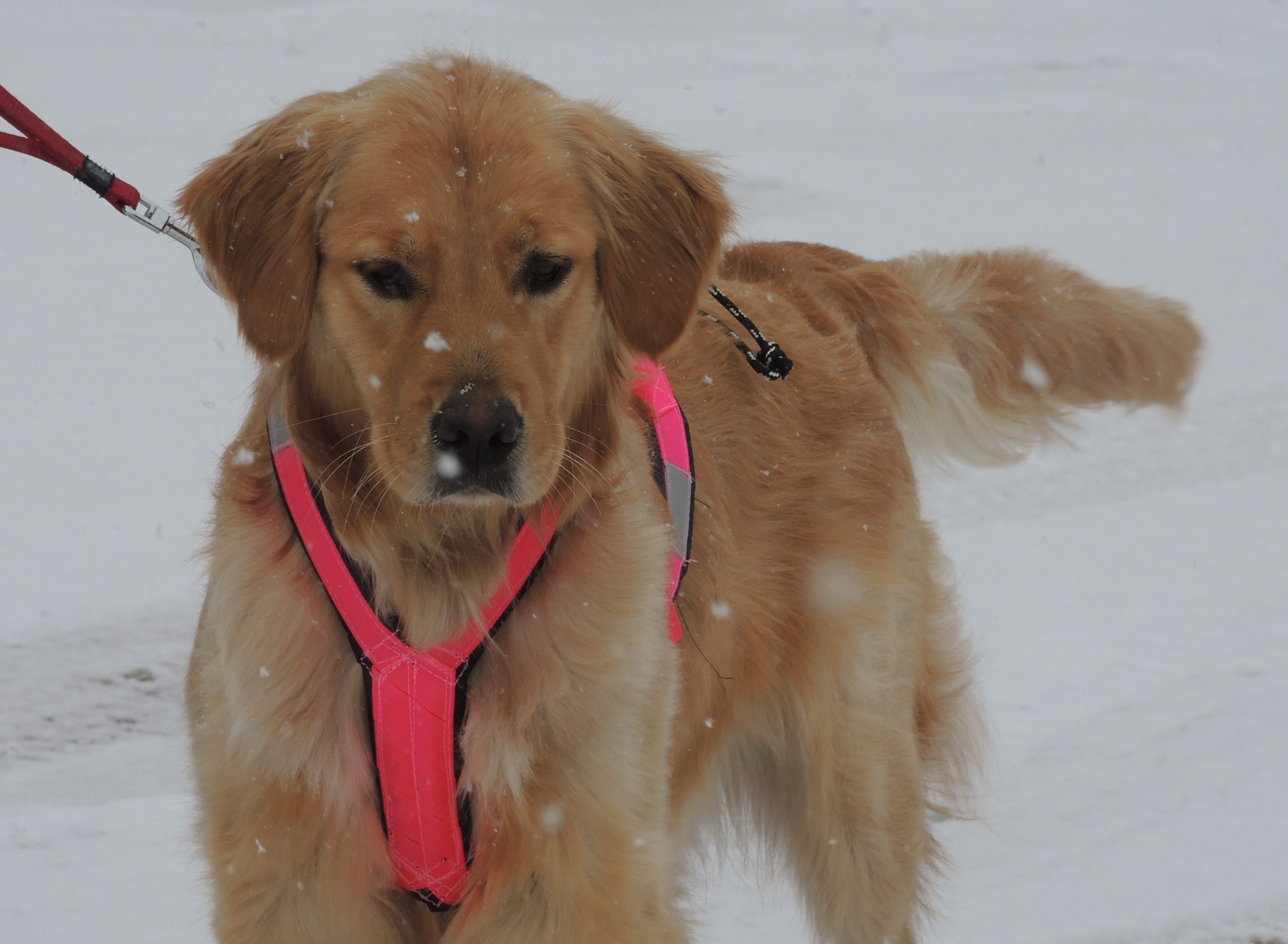 Image illustrant l'article: Mercier octroie le contrat pour les services animaliers