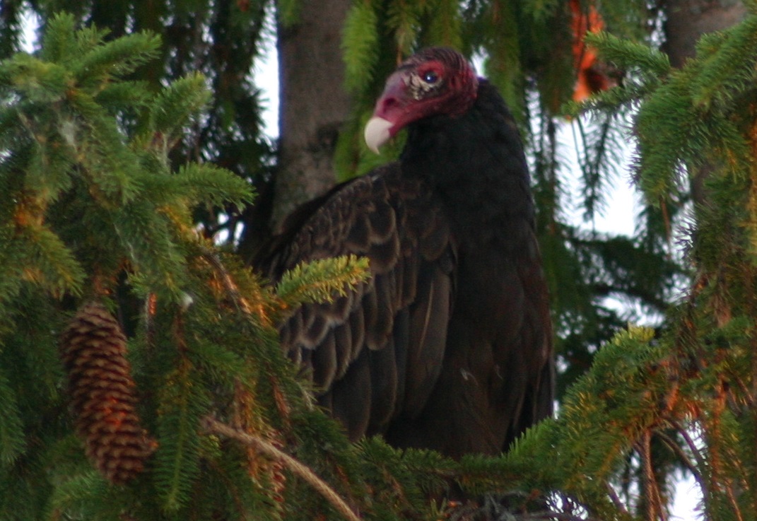 Image illustrant l'article: Des urubus à tête rouge s'invitent à la mairie