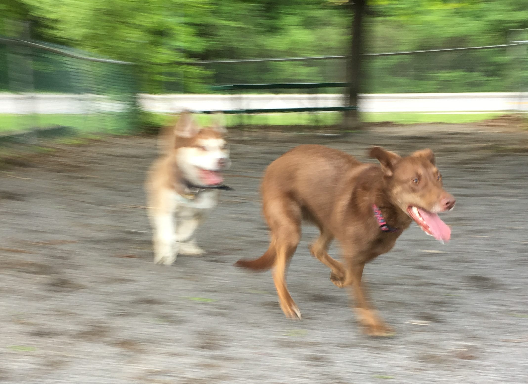 Des parcs canins à 20 minutes de marche ? De la pagaille à prévoir