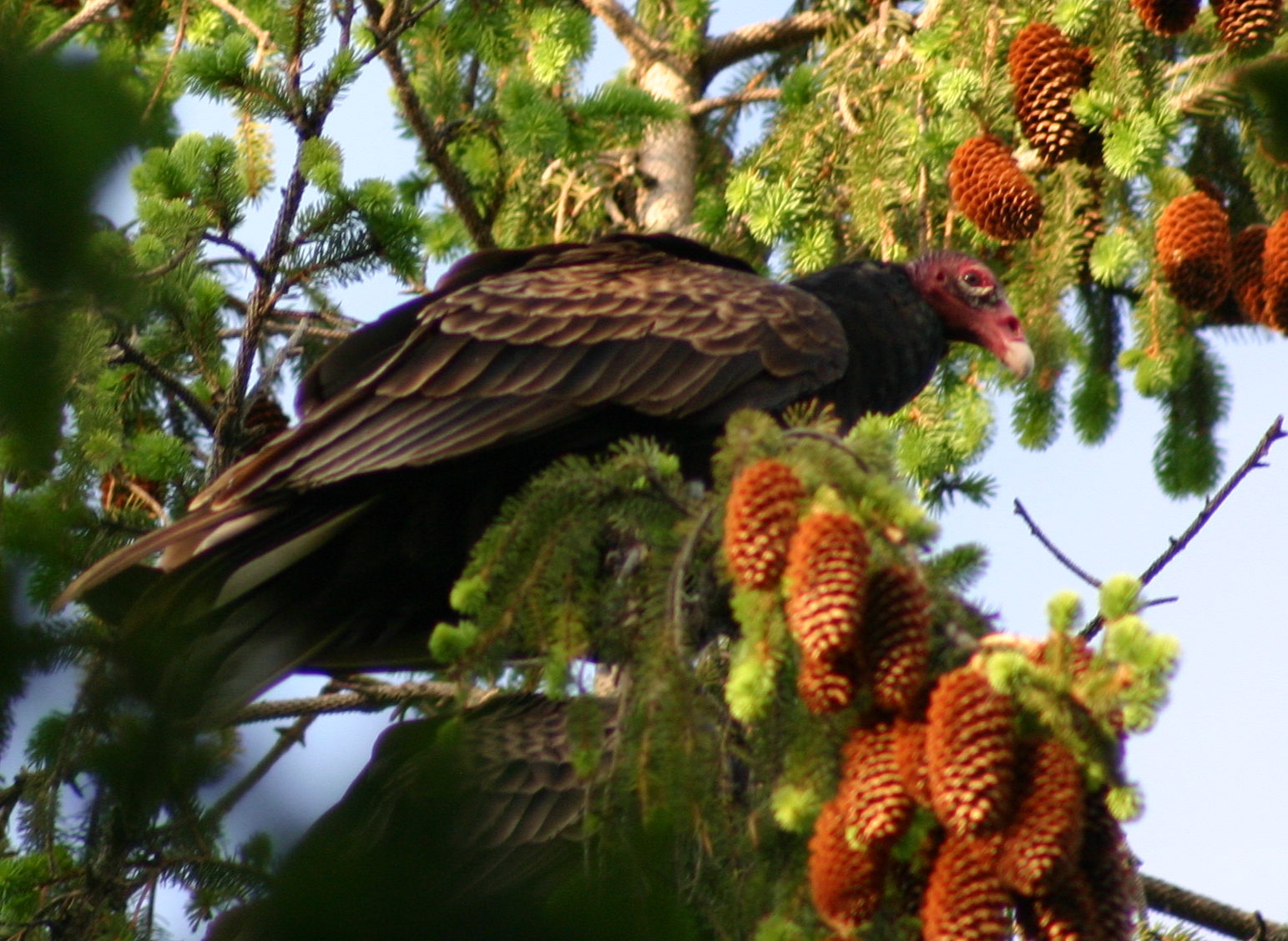 Un lièvre s&rsquo;aventure chez les urubus
