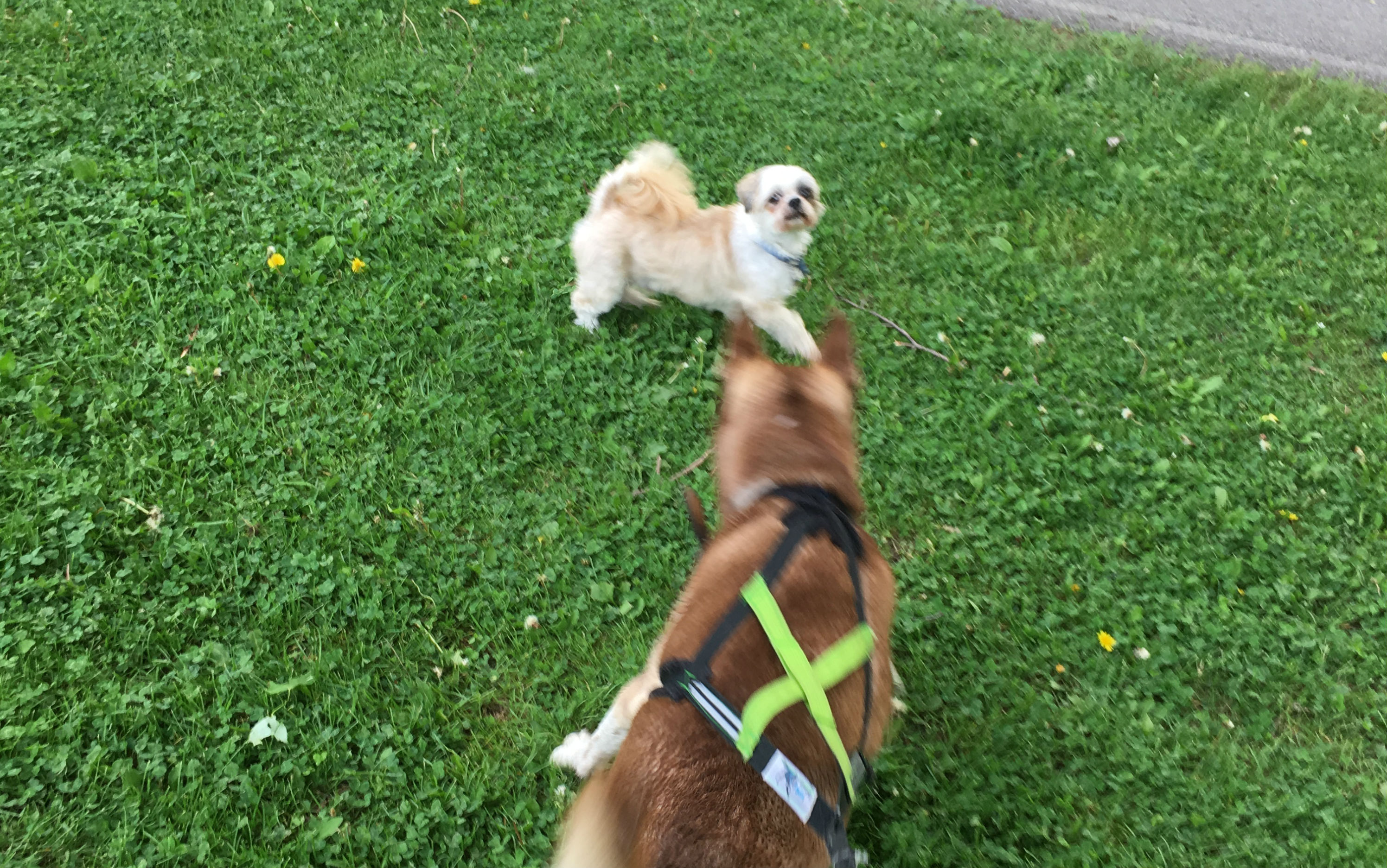 Châteauguay: chiens en laisse permis dans une quinzaine de parcs