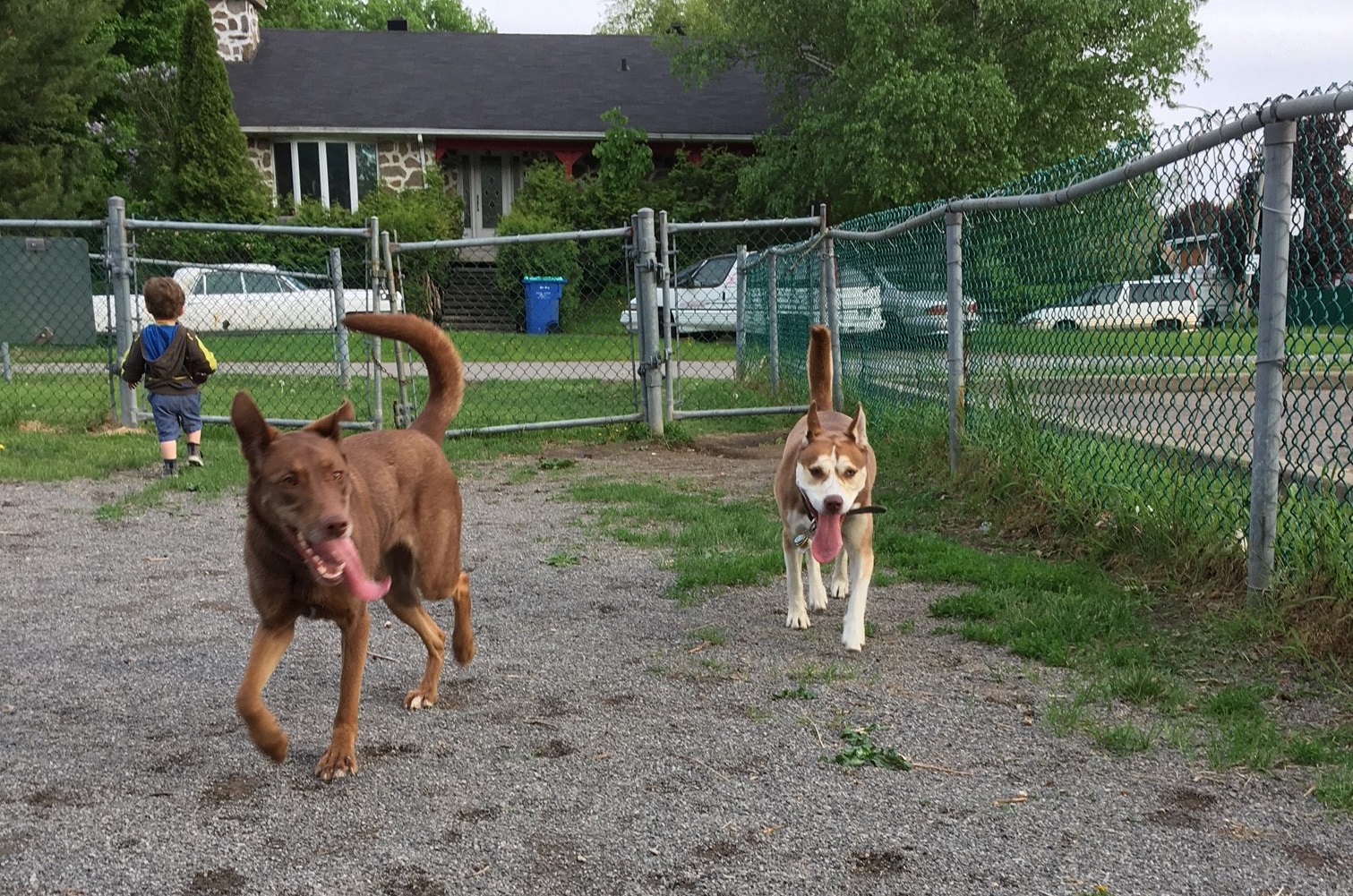 Image illustrant l'article: Citoyens invités à discuter de l’emplacement des futurs parcs canins à Châteauguay