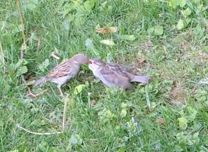 La cigogne est passée chez les oiseaux