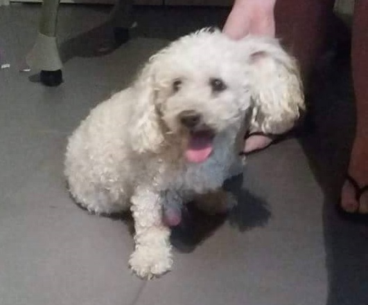 Châteauguay : les aînés doivent maintenant payer la médaille de leur chien