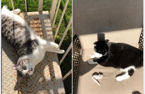 Image illustrant l'article: Les deux chats d'une victime de feu retrouvés