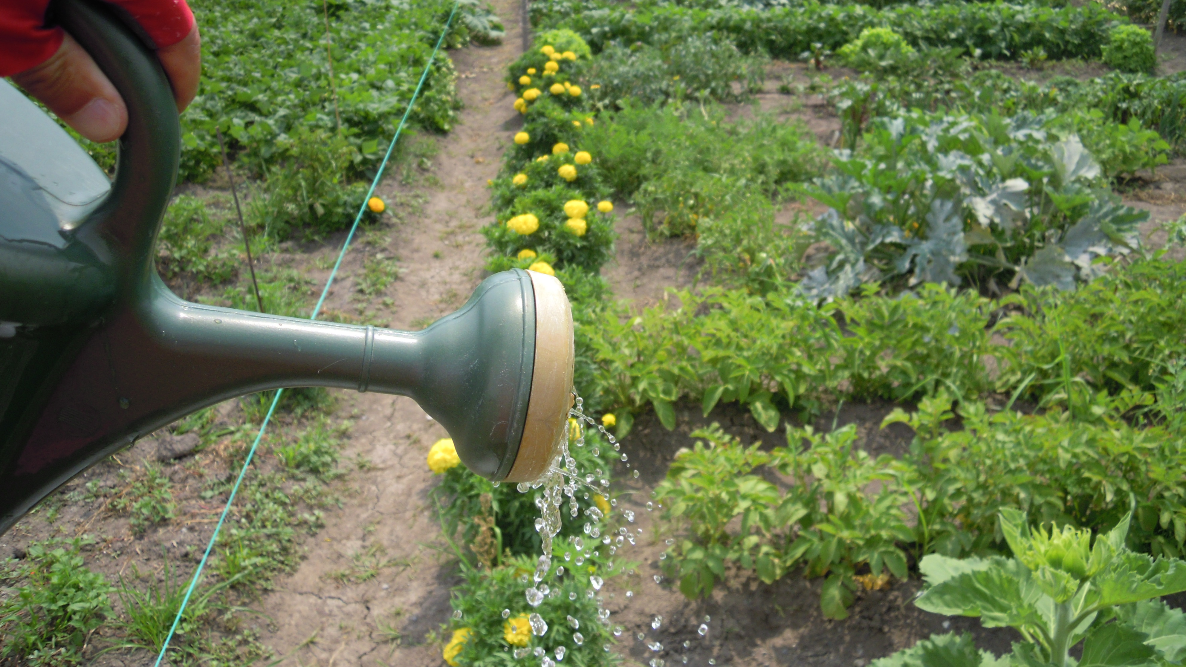 Image illustrant l'article: Interdiction d’arrosage pour Mercier, Châteauguay et Léry