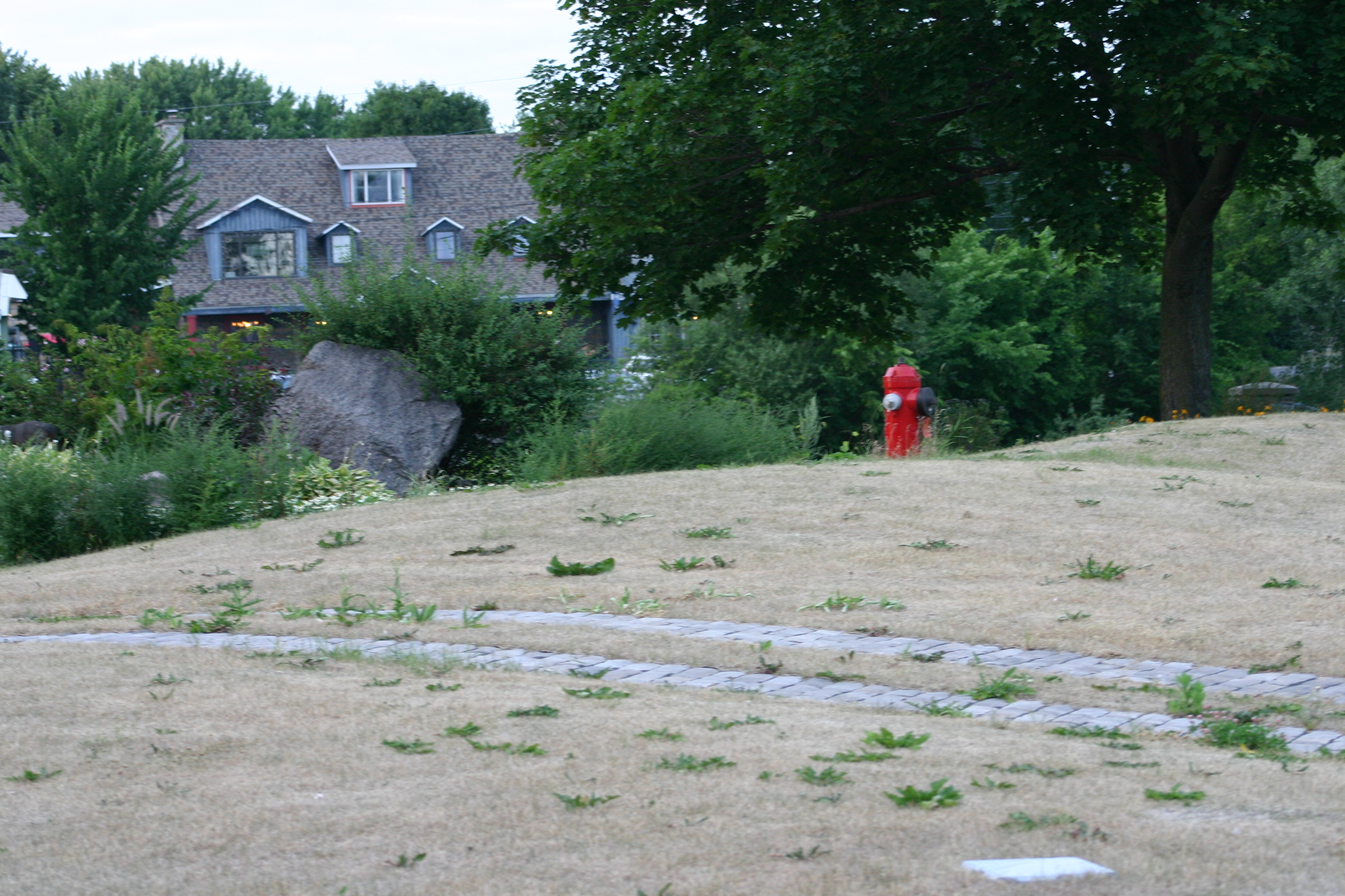 Image illustrant l'article: Gazon pas fort, mais pas mort