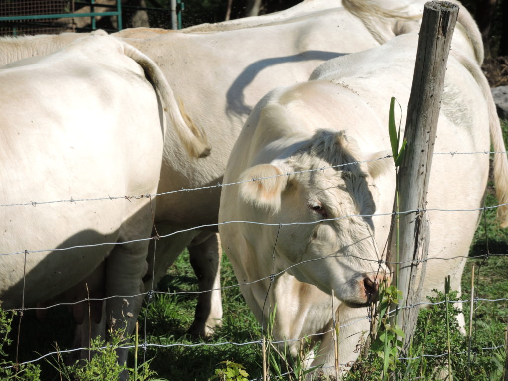 Les animaux de ferme souffrent aussi de la canicule