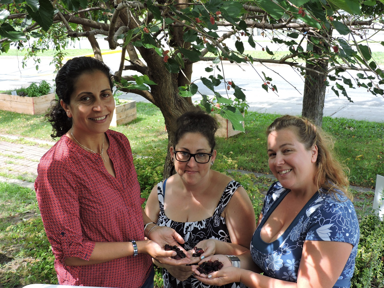 Grappiller les arbres pour contrer le gaspillage alimentaire