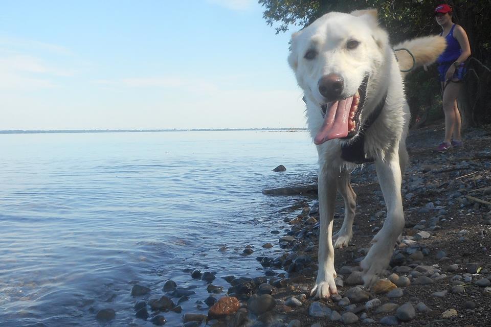 Journée mondiale du chien