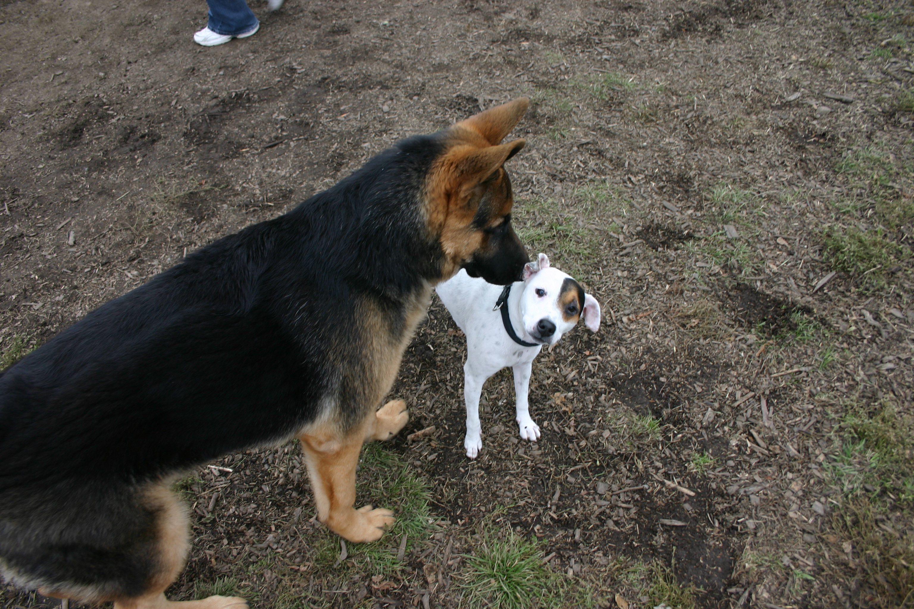 Image illustrant l'article: Deux parcs canins à Châteauguay à l'automne
