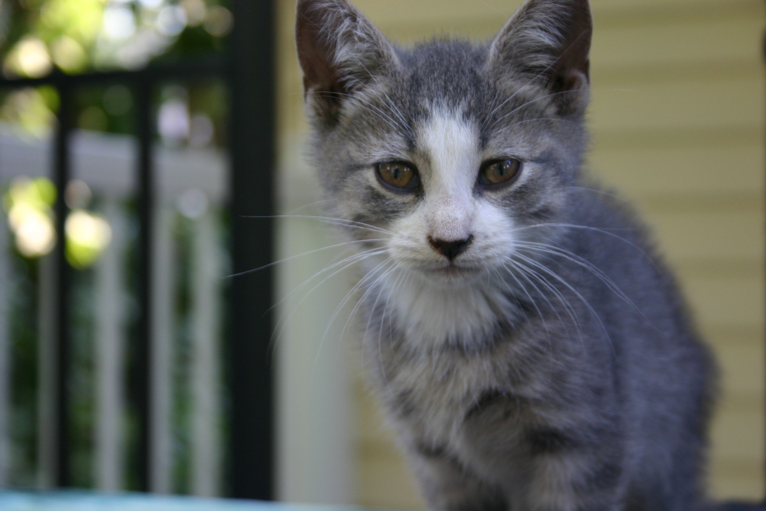 Image illustrant l'article: Beauharnois offre un local à un organisme voué aux chats errants
