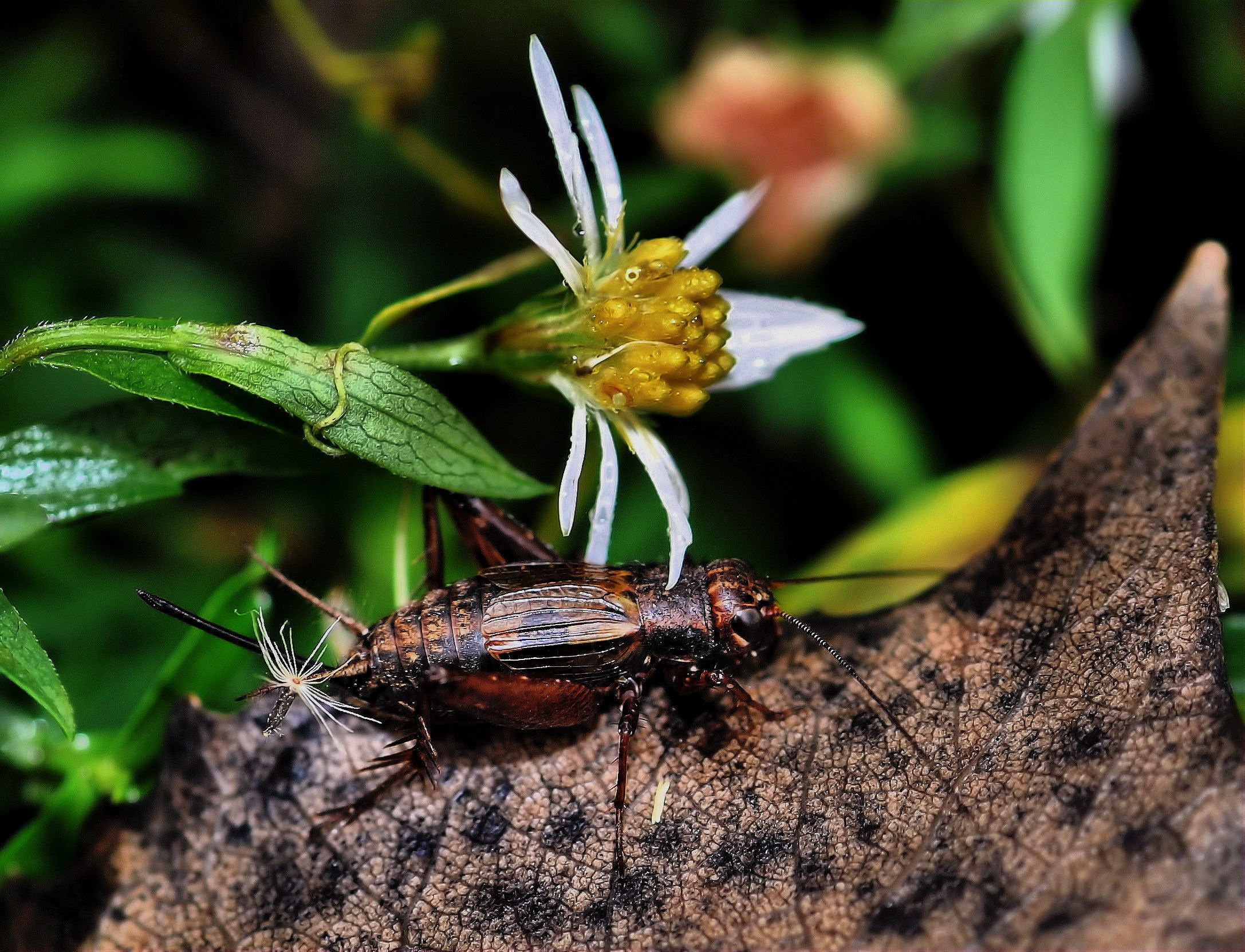 Le «violon» des grillons influencé par la température