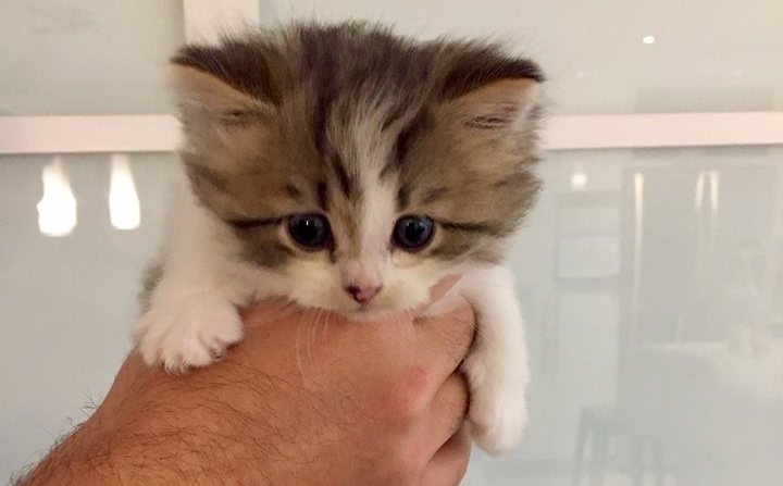 Image illustrant l'article: Chaton sauvé d'un conteneur à déchets