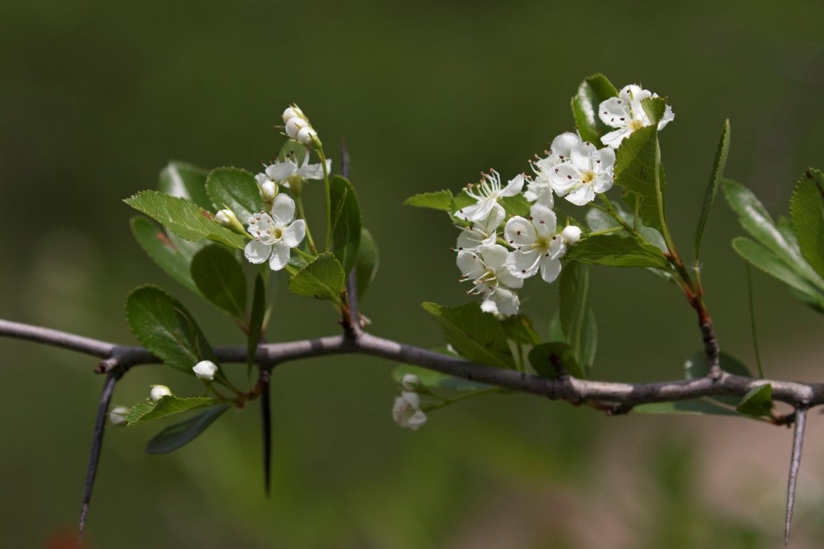 Les candidats interpellés sur la protection des milieux naturels
