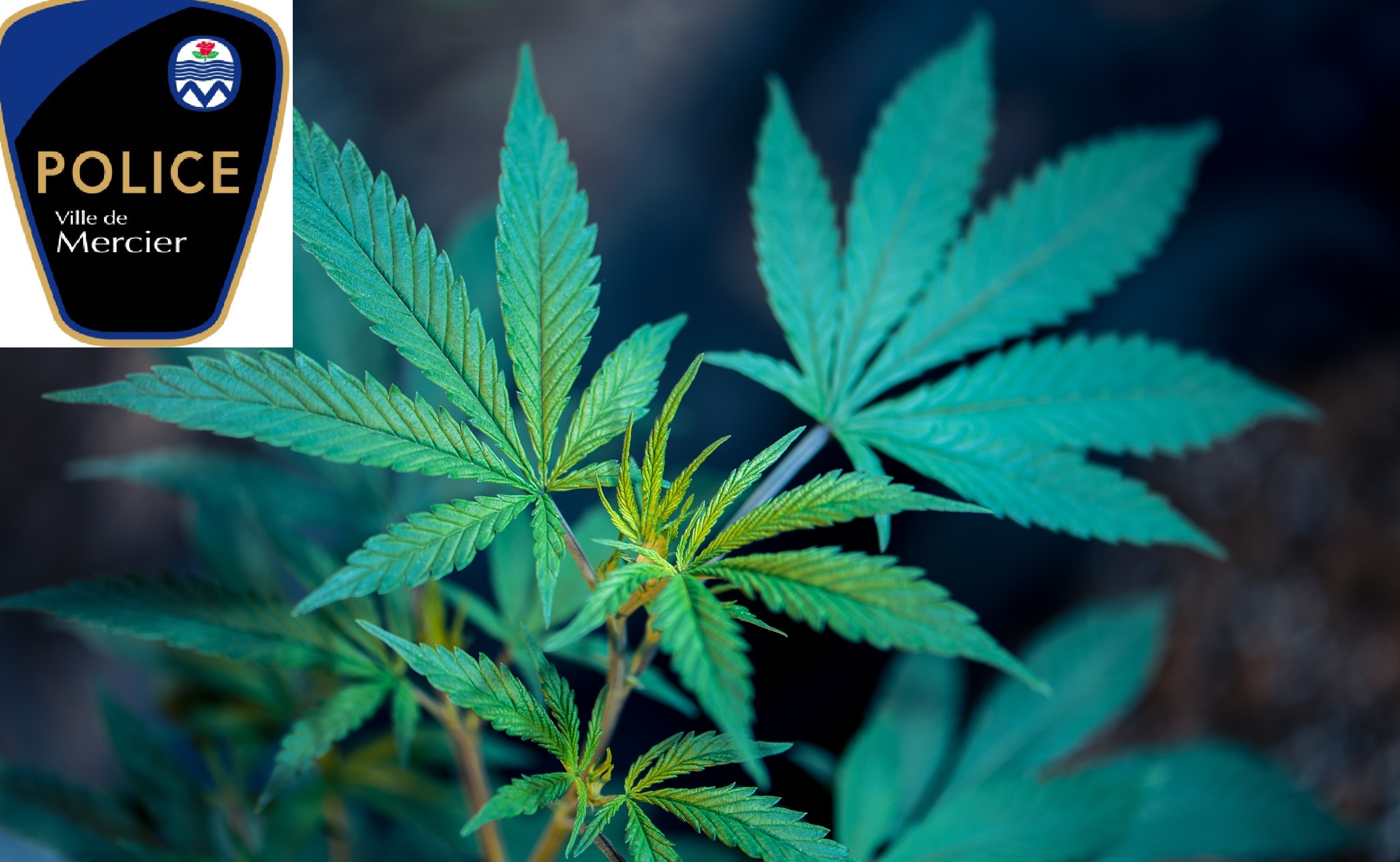 Tous les policiers de Mercier formés en vue de la légalisation du cannabis