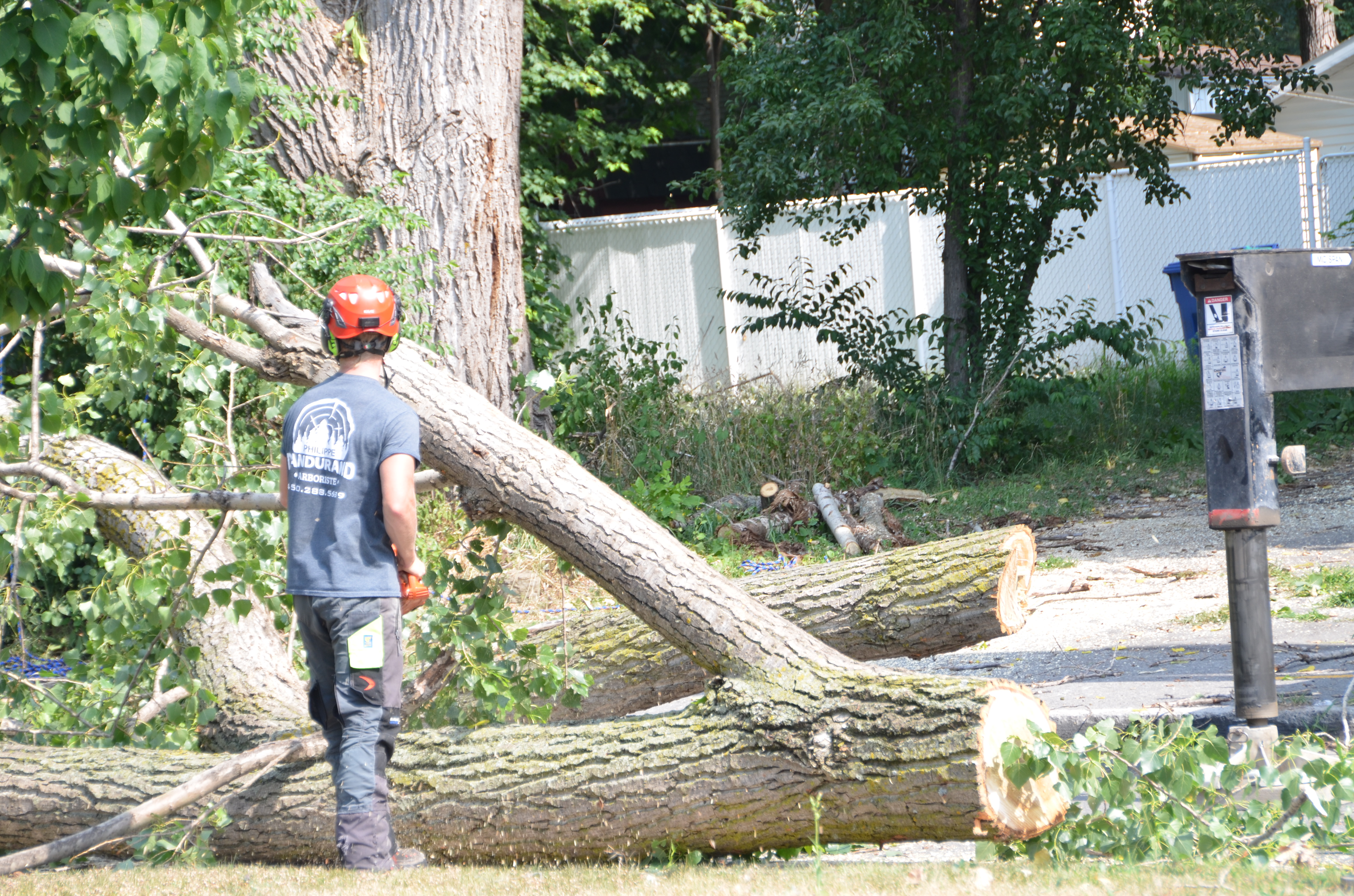 Image illustrant l'article: Châteauguay : des arbres plus faciles à couper