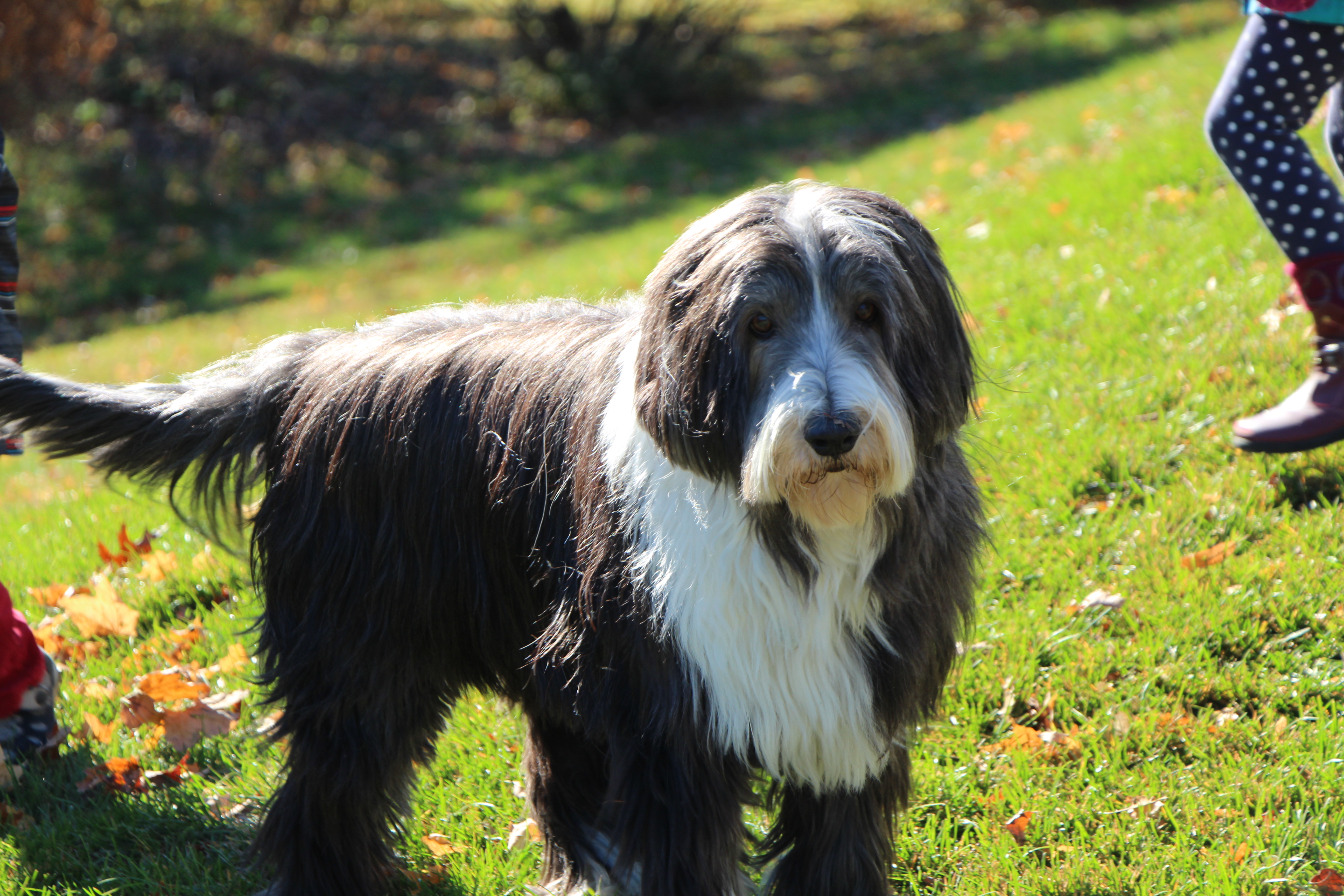 Image illustrant l'article: Châteauguay: aucun constat d’infraction délivré par la patrouille canine cet été