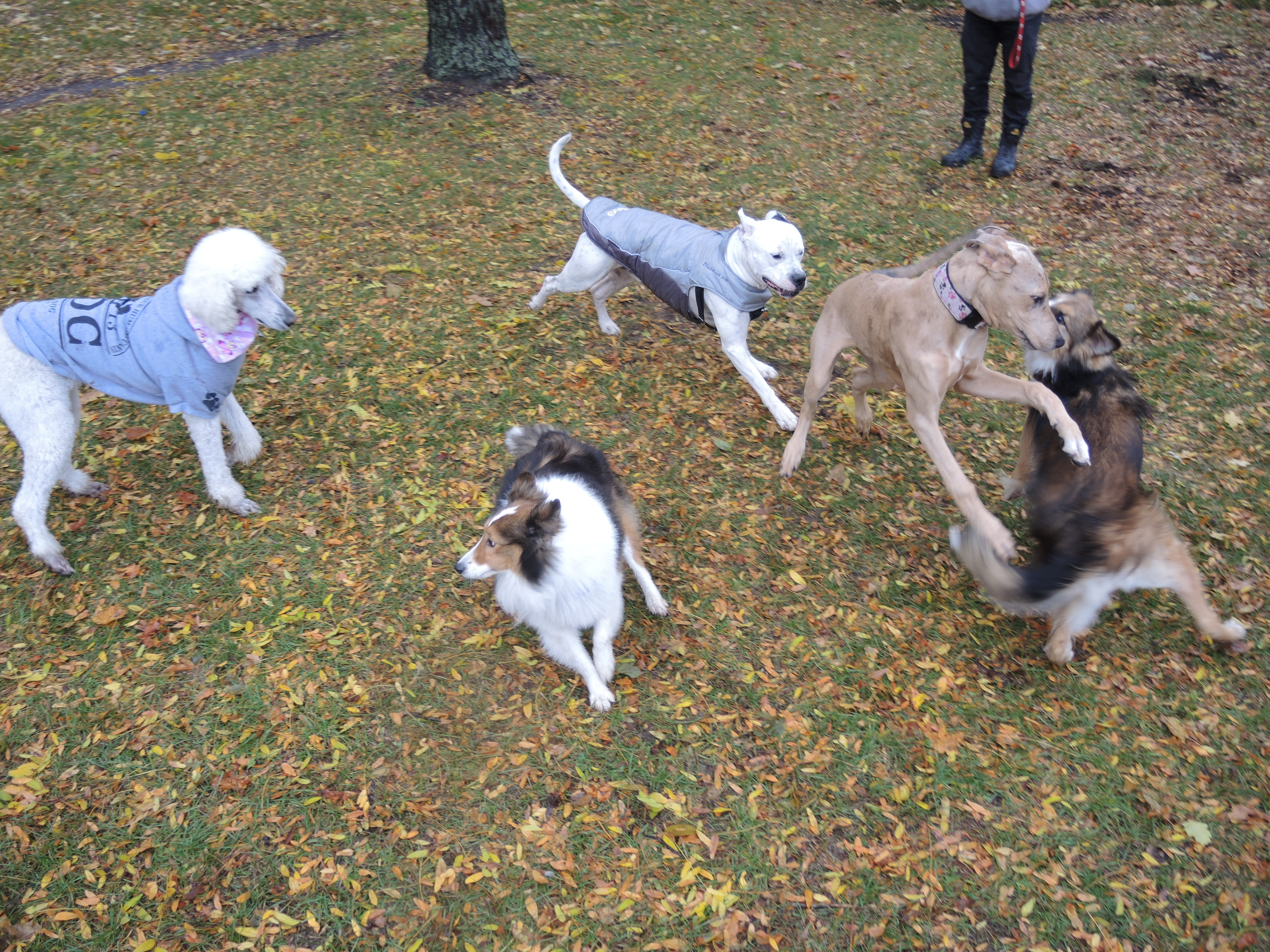 Parcs à chiens à Châteauguay : une inauguration courue