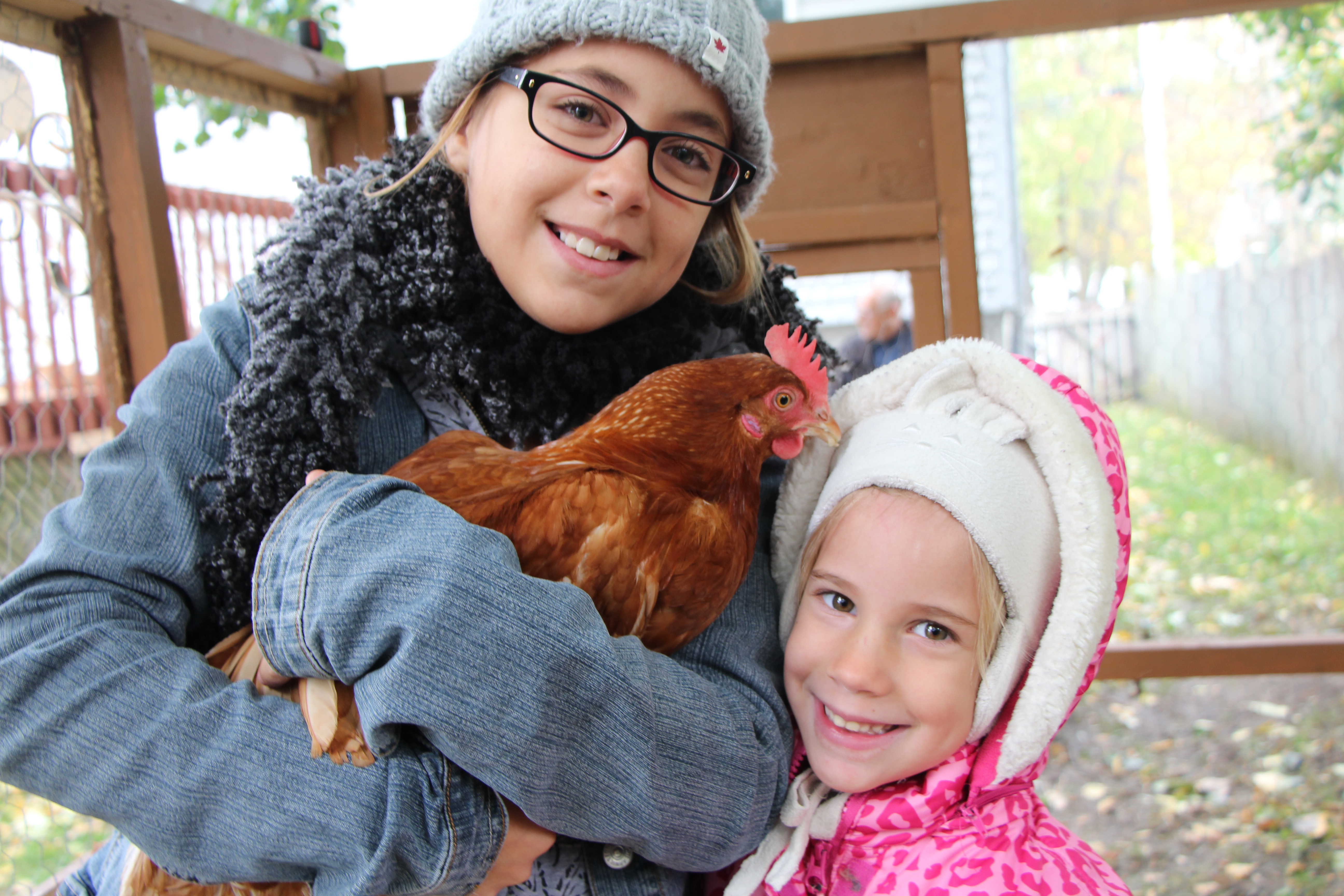 Image illustrant l'article: Forcés de se débarrasser de leurs quatre poules urbaines