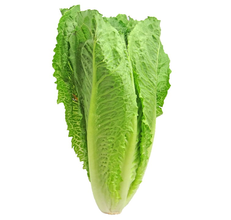 Image illustrant l'article: La laitue romaine à éviter