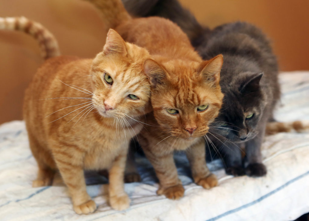 Image illustrant l'article: Une guignolée pour les animaux