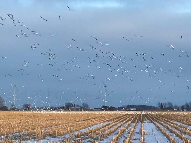 Des oies par milliers à Sainte-Martine
