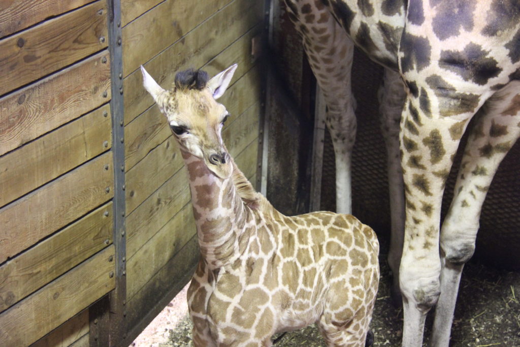 Un girafon à baptiser