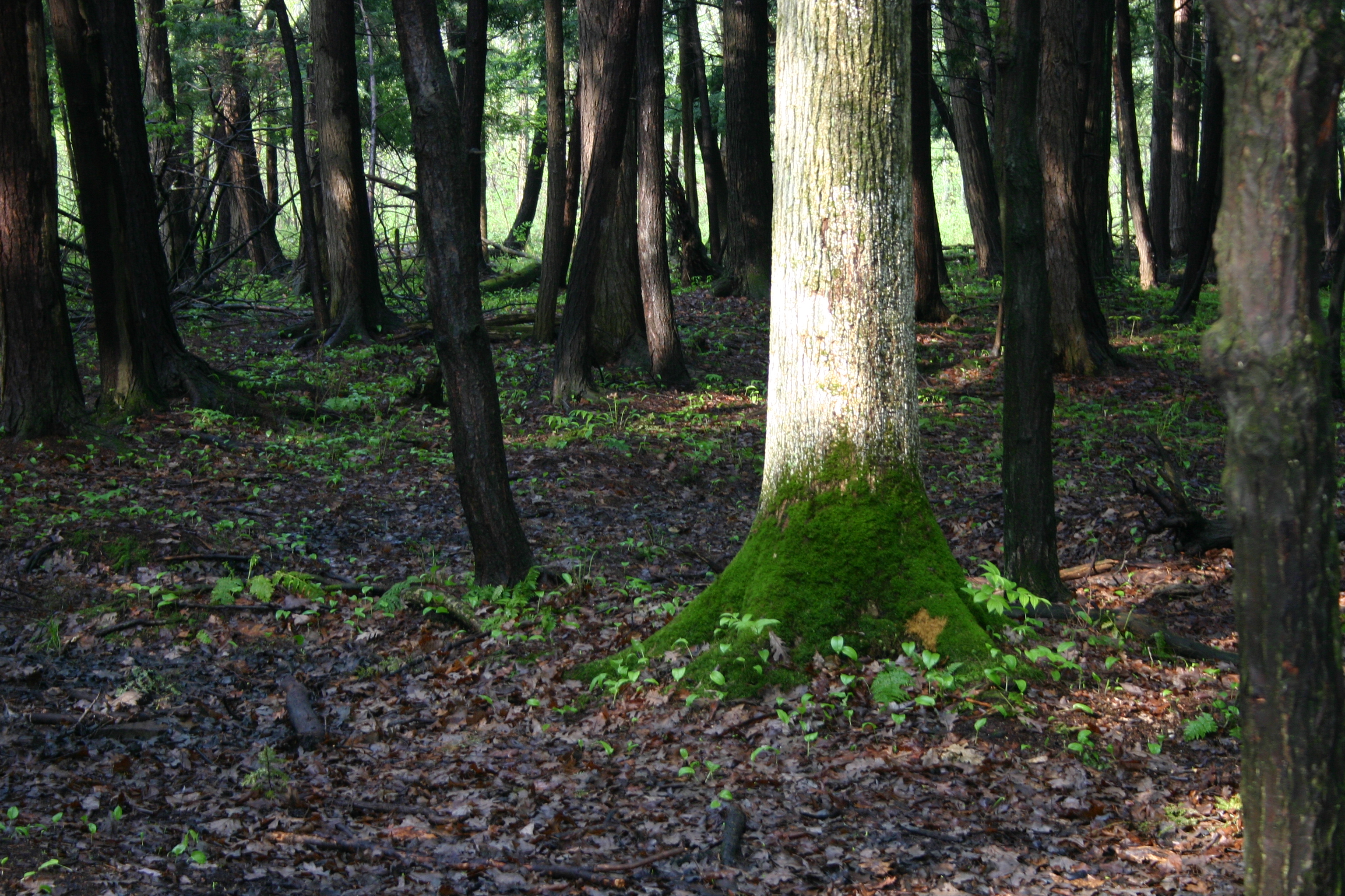 Le maigre couvert d&rsquo;arbres de Mercier et Saint-Isidore rétrécit