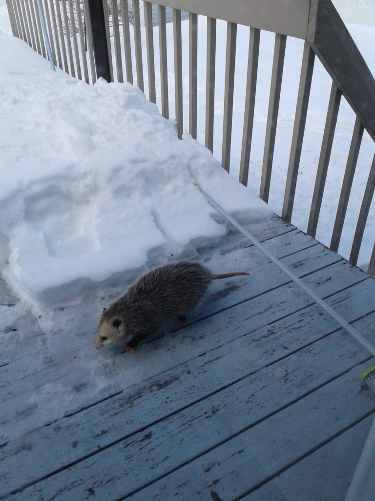 Image illustrant l'article: Une Merciéroise a vu un opossum de Virginie sur son balcon