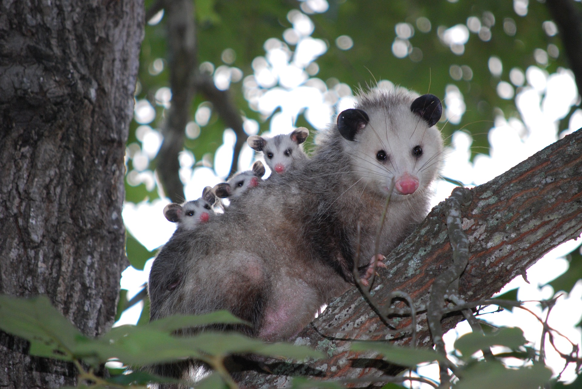 Image illustrant l'article: L’opossum de Virginie en cinq questions