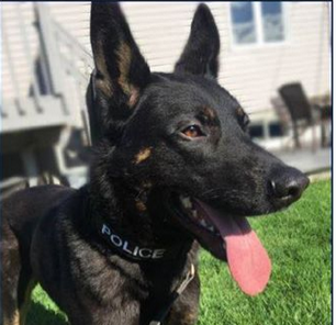 Chien policier honoré pour avoir sauvé une vie