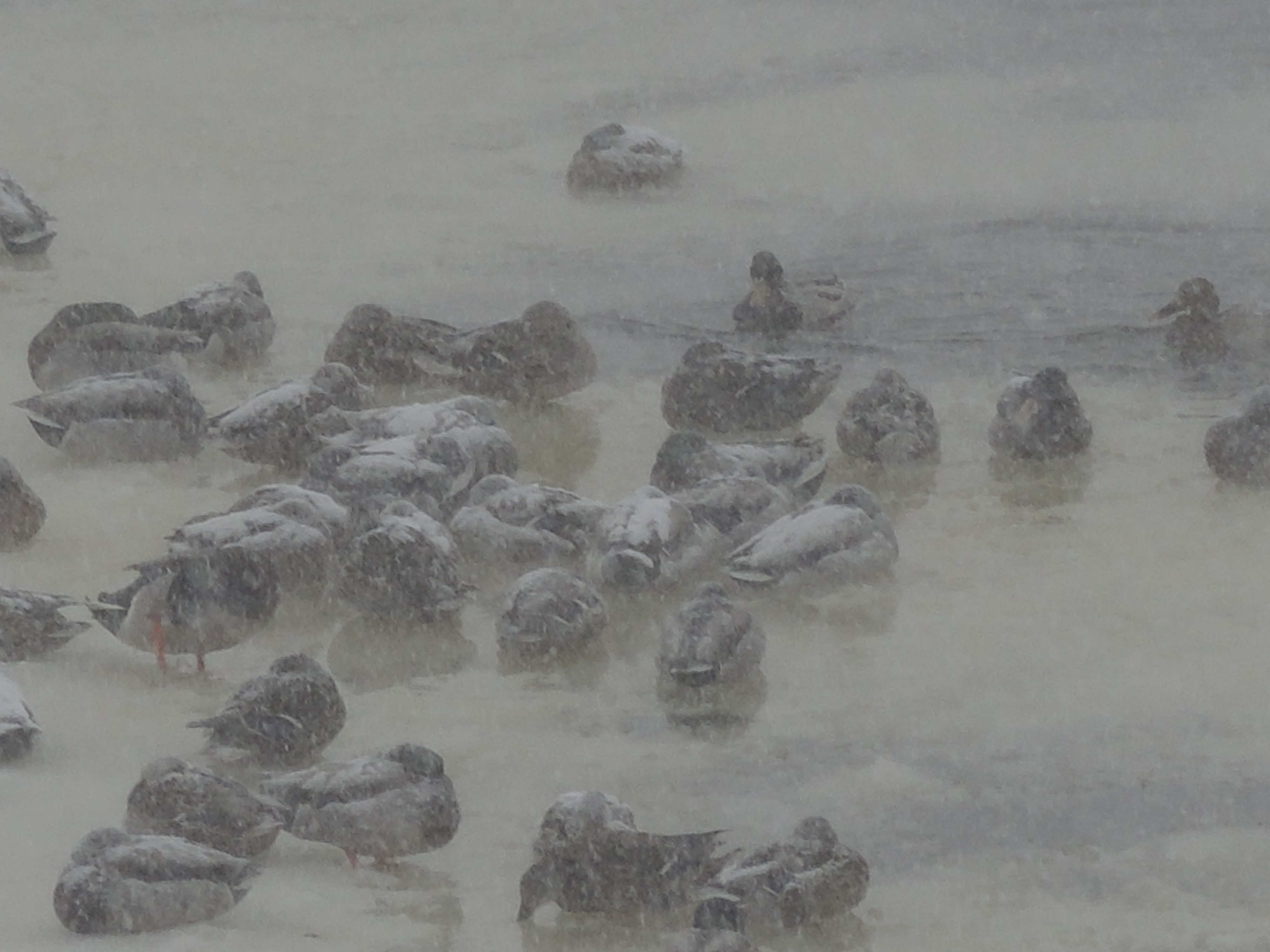 20 cm de neige en vue