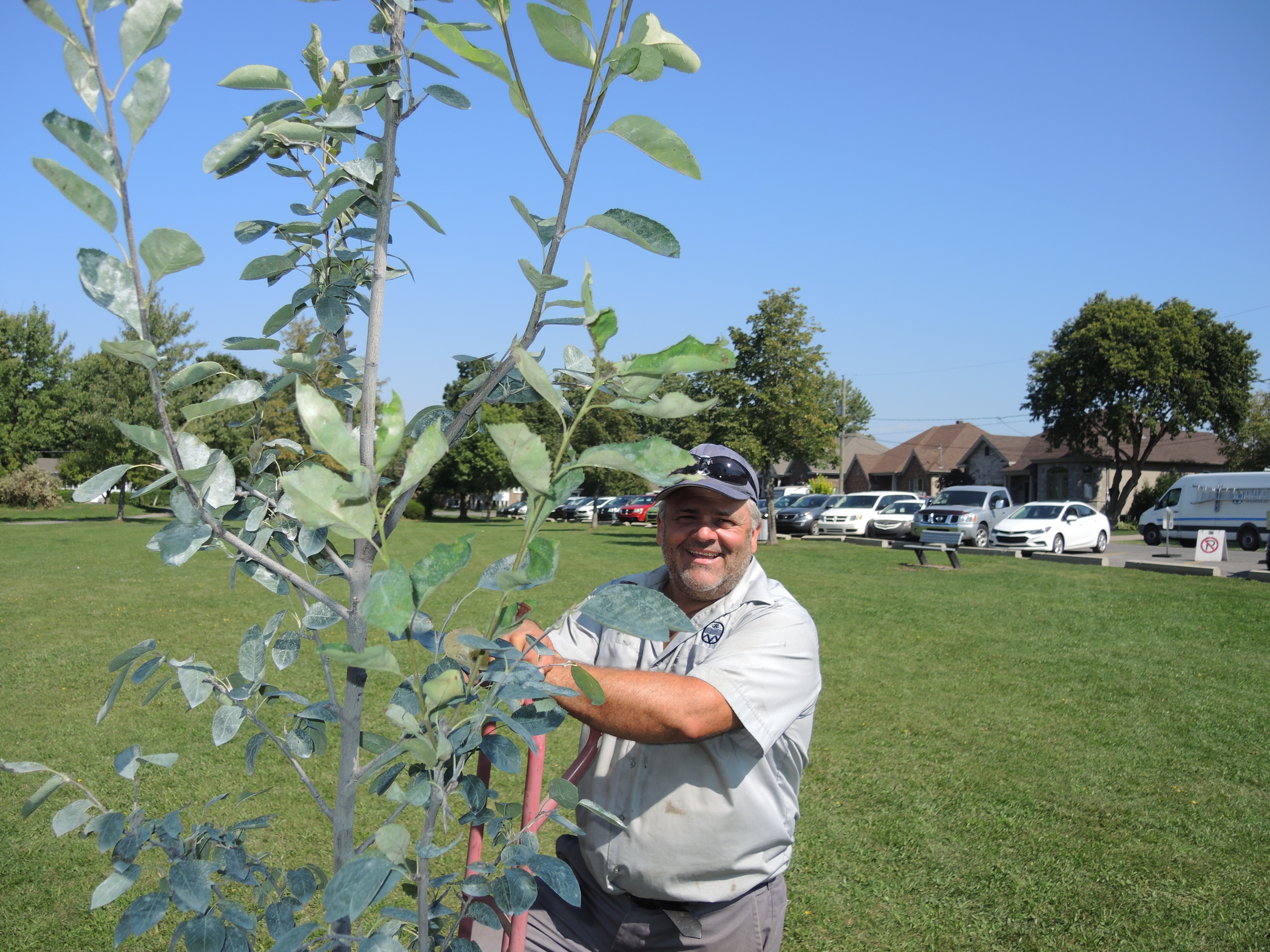Image illustrant l'article: Des arbres gratuits pour les citoyens de Mercier