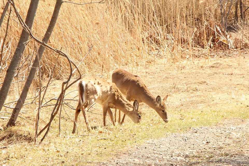 Image illustrant l'article: Le Jour de la Terre célébré à Châteauguay