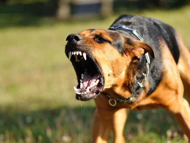 Réduire le risque de morsure en apprenant à «parler chien»