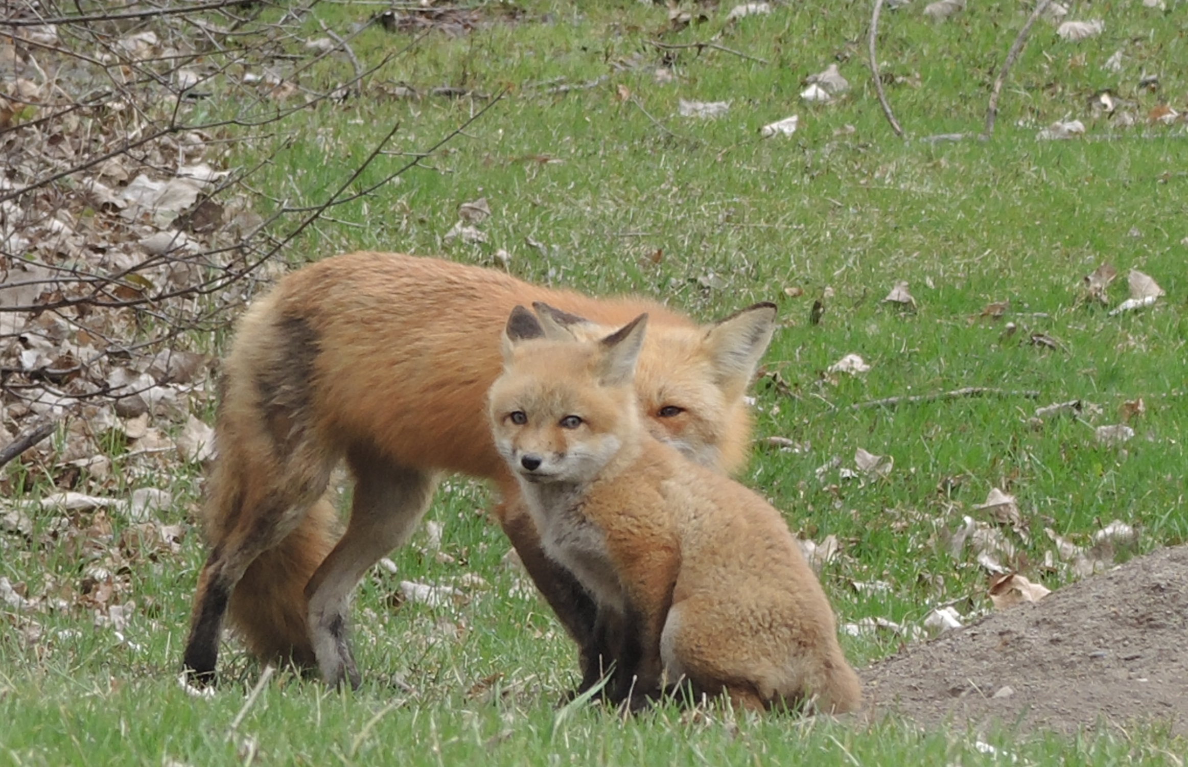 Des renards dans le détour