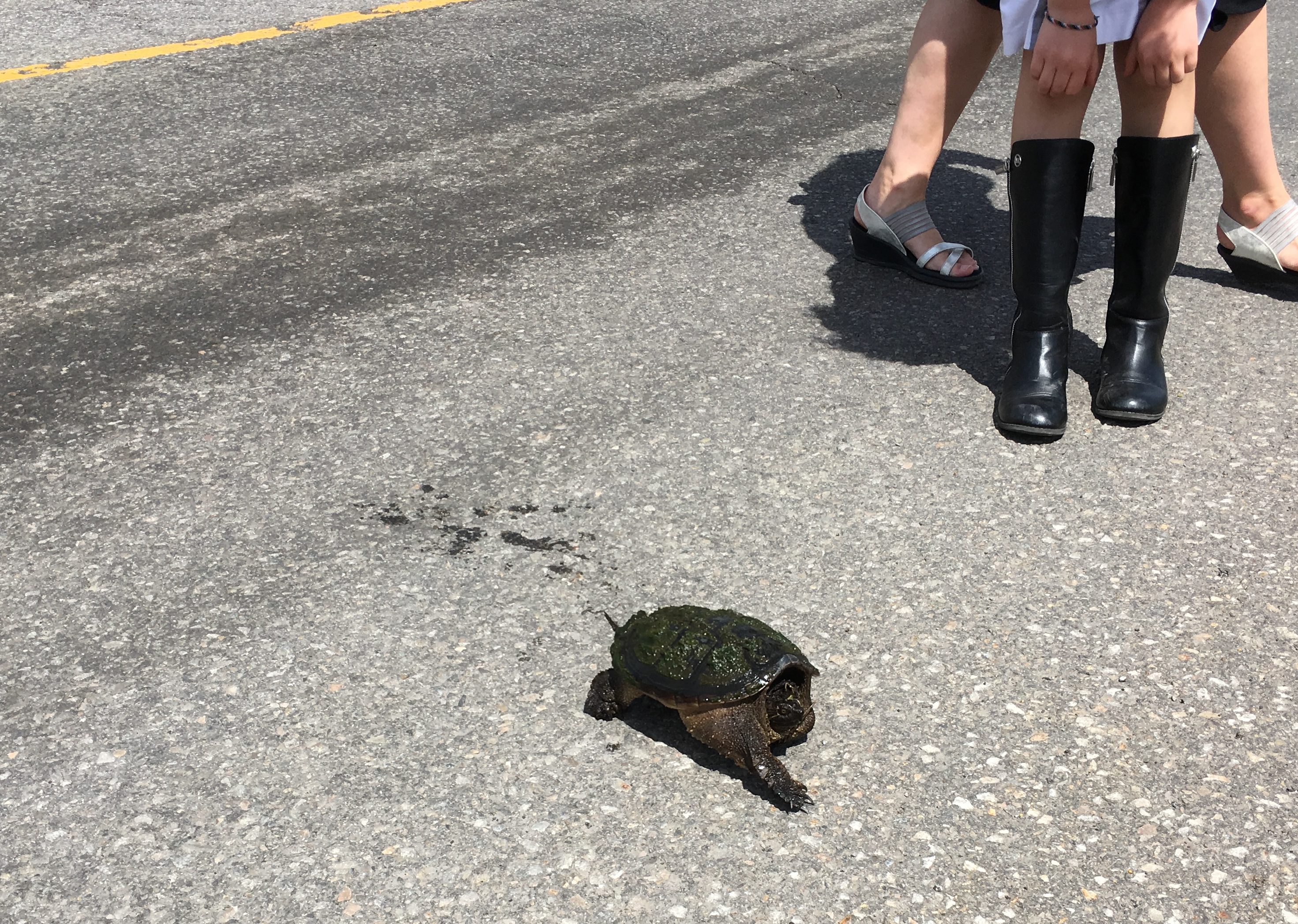 Image illustrant l'article: Les tortues de retour sur les routes