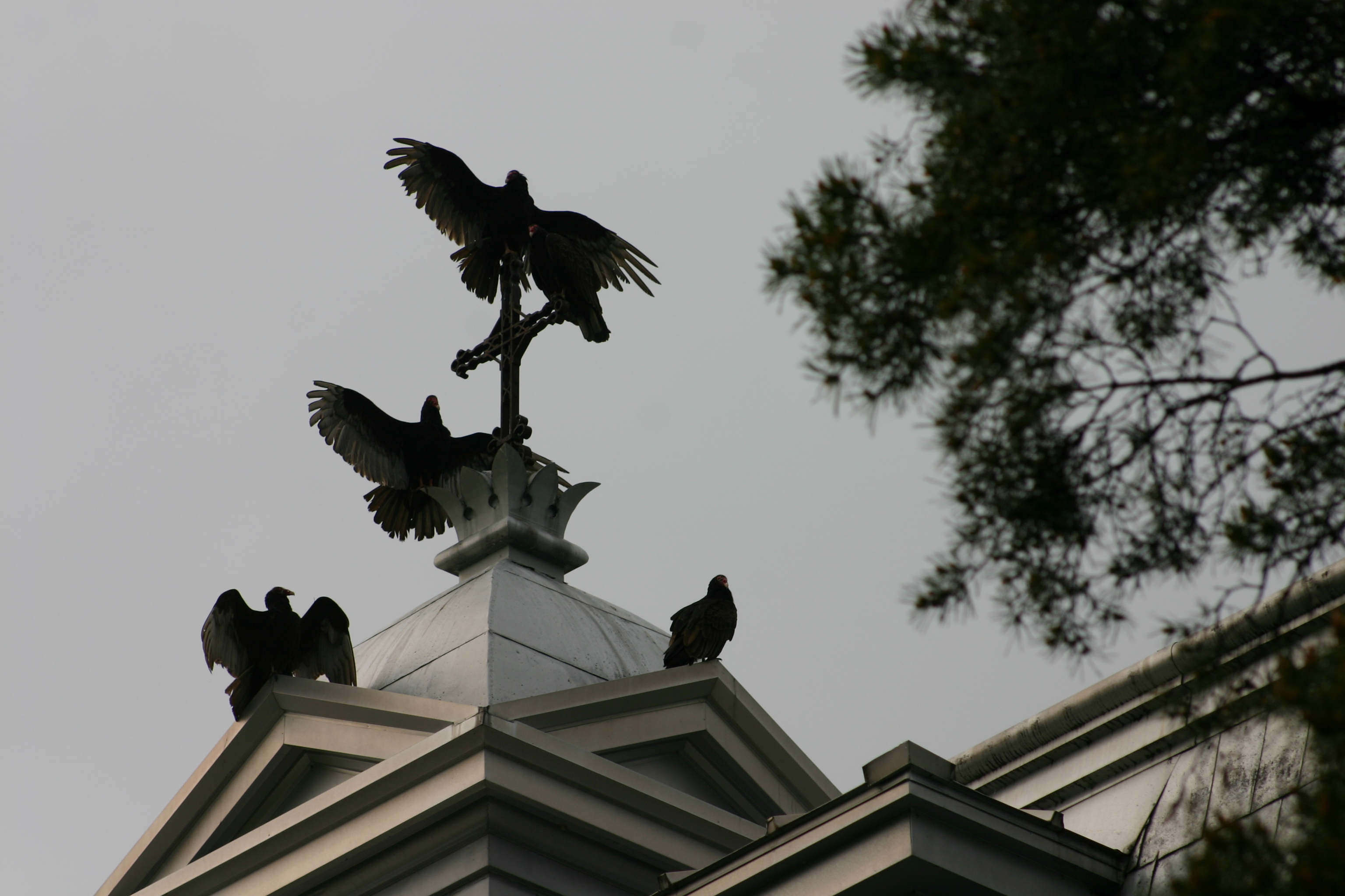 Après la pluie, les urubus font la croix