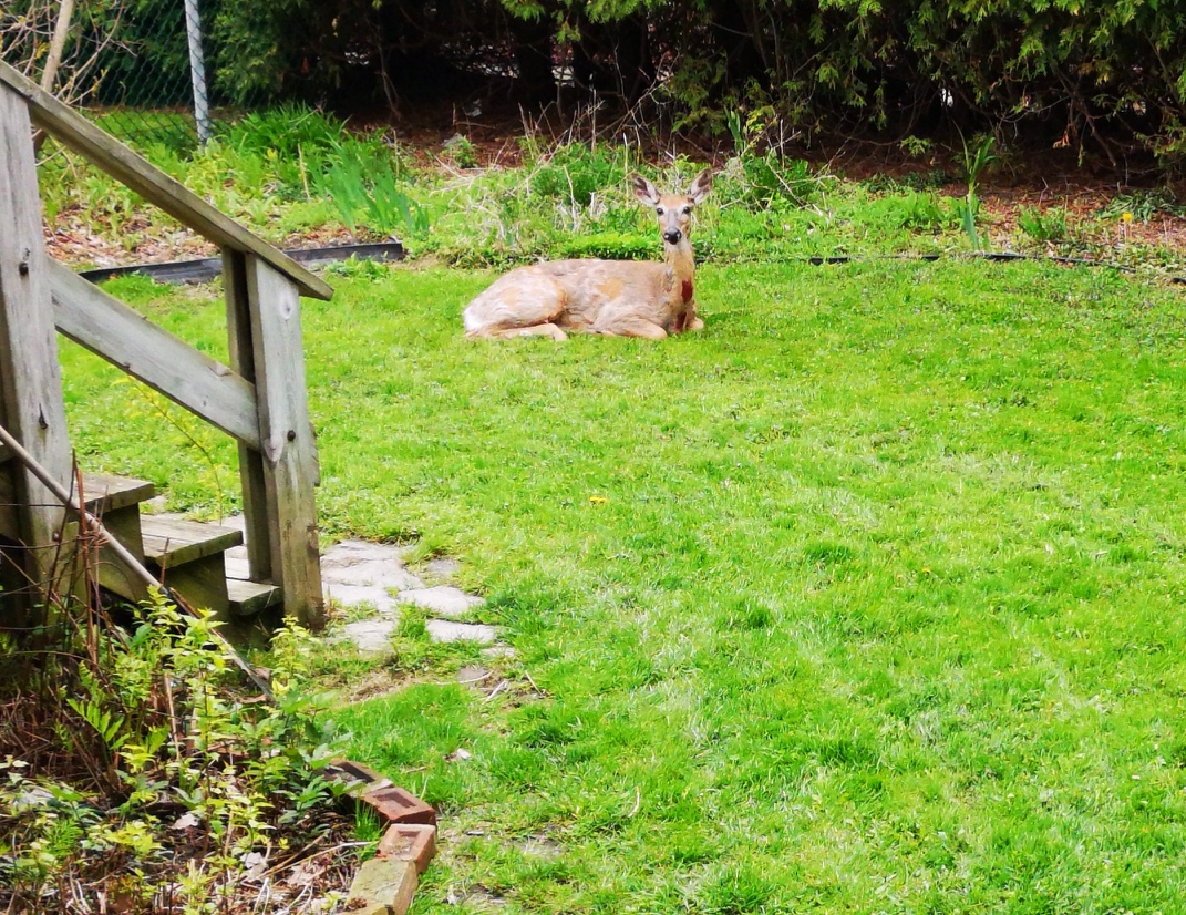 Un jeune cerf dans leurs cours au centre-ville de Châteauguay