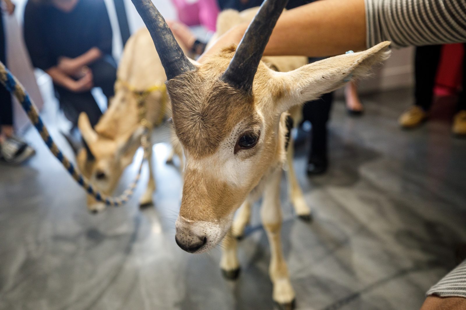 Des addax du Parc Safari en tournée