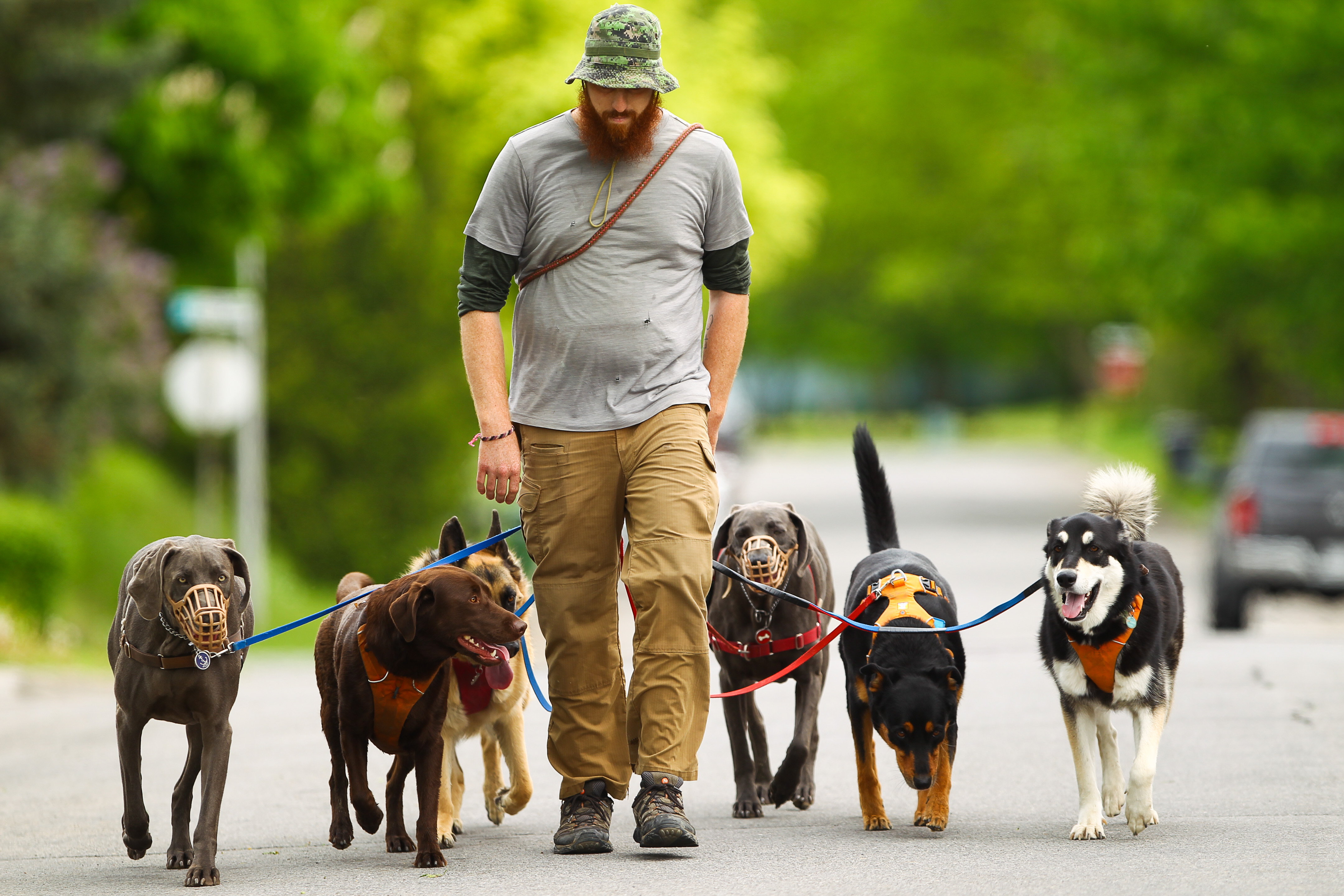 Image illustrant l'article: Un piéton qui a du chien