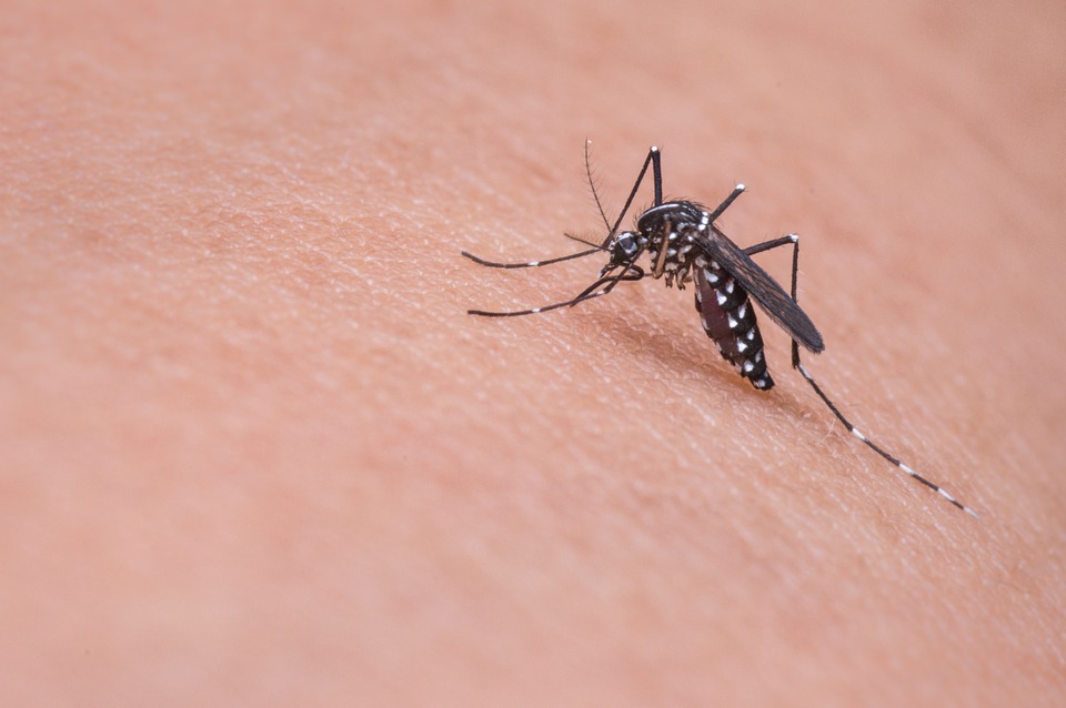 Virus du Nil : année record en 2018 en Montérégie