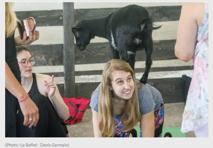 Des adeptes de yoga se laissent monter les chèvres sur le dos