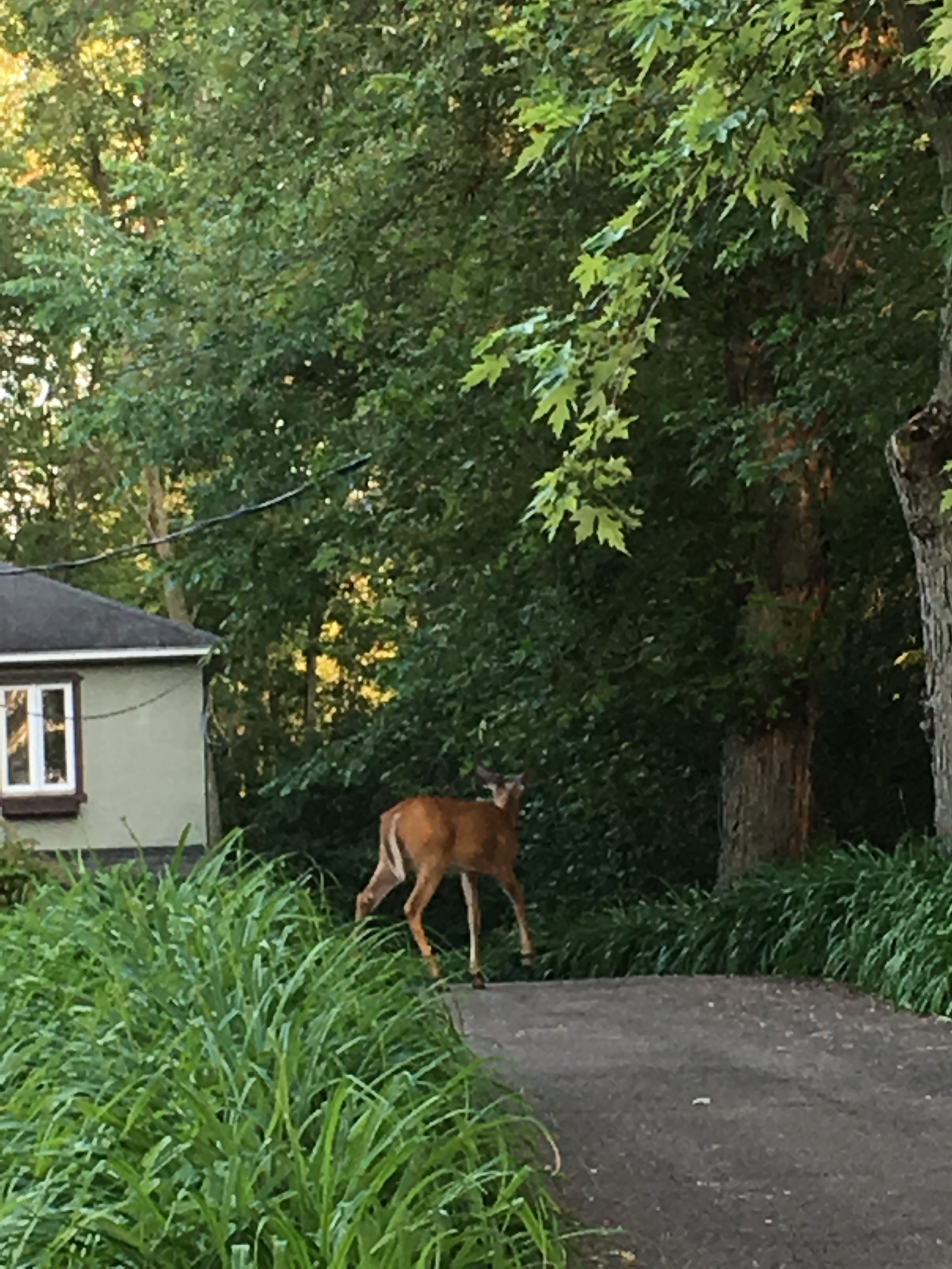 Des cerfs de Virginie pas stressés